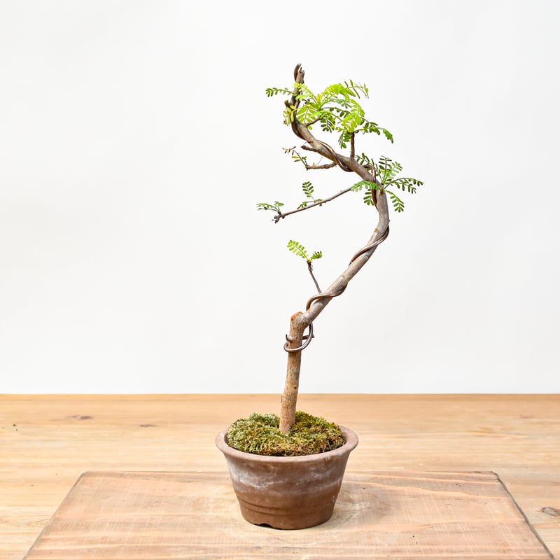 ブルセラミクロフィラ　実生　ブルセラ　コミフォラ Bursera microphilla【ブルセラ・ミクロフィラ・実生】 | RIMO'S