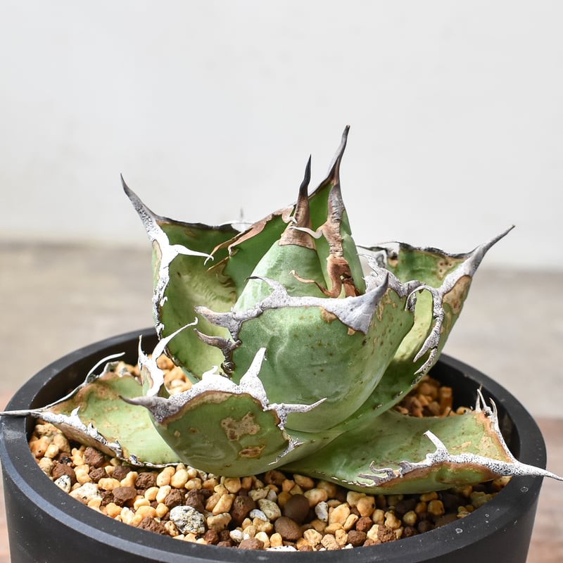 アガベ 　雪豹　子株 アガベ 雪豹 子株 雪豹 子株 アガベ