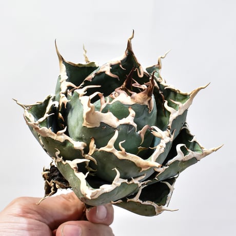 【5CLAW】アガベ チタノタ “精品白鯨” 【台湾 dragon agave産/発根済み/中株】D20 DG25010410(T)
