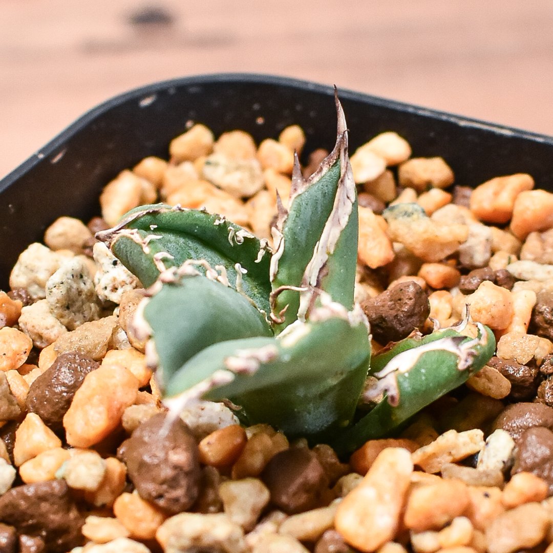 アガベ チタノタ 