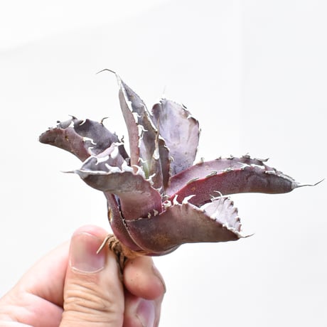 CATEGORY アガベ チタノタ WANDA / 汪達 | RAFLUM / ラフラム｜東京