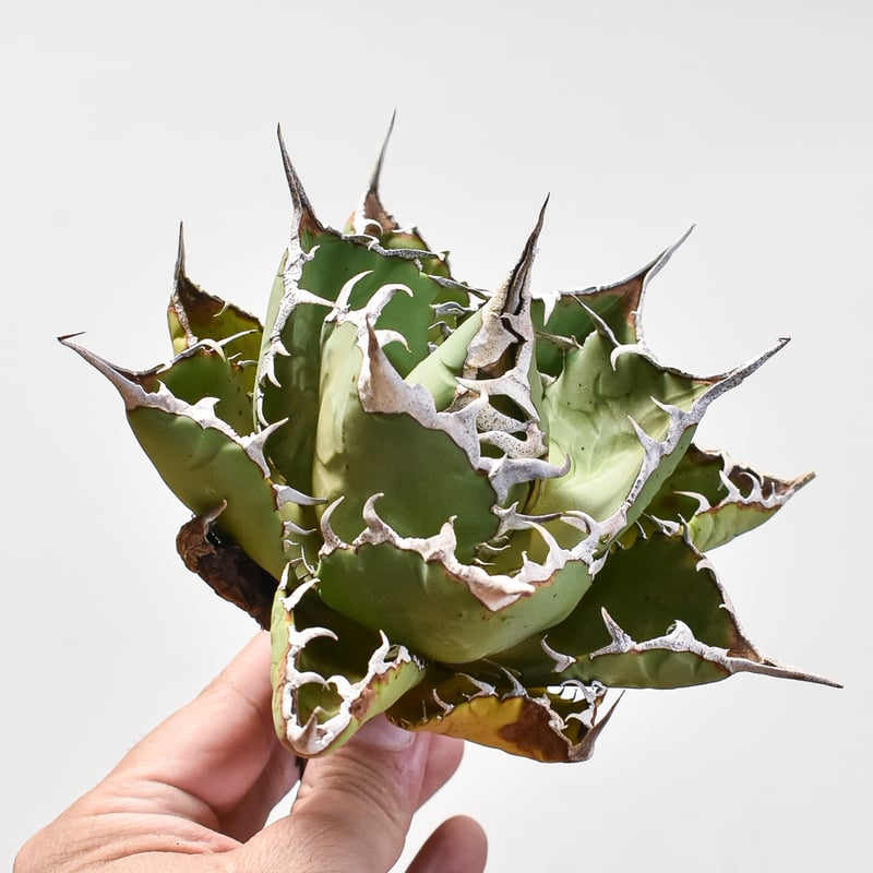 【変異株】新種アガベ C28 新種の先発です 多肉植物 アガベ 黒い森です 極上強棘 棘の