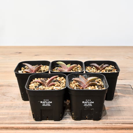 CATEGORY アガベ 実生苗 | RAFLUM / ラフラム｜東京、大阪の塊根植物