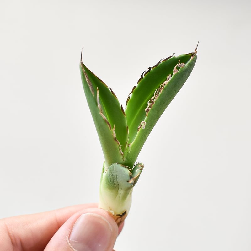 アガベ チタノタ 