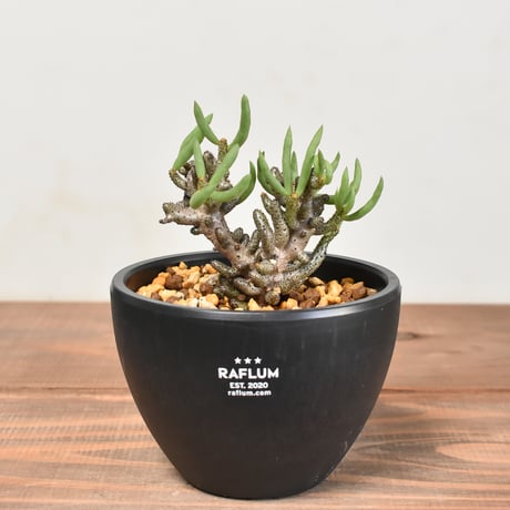 塊根植物　ブルセラ　スコレッチテンダリ 塊根植物 ブルセラ スコレッチテンダリ 塊根植物・コーデックス