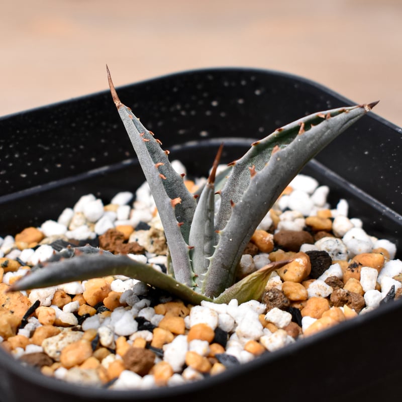 アガベ ハイブリット 