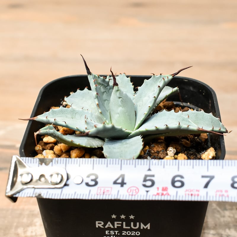 アガベ ハイブリット 日系イシスメンシス×象牙妖炎（陽炎エボリ