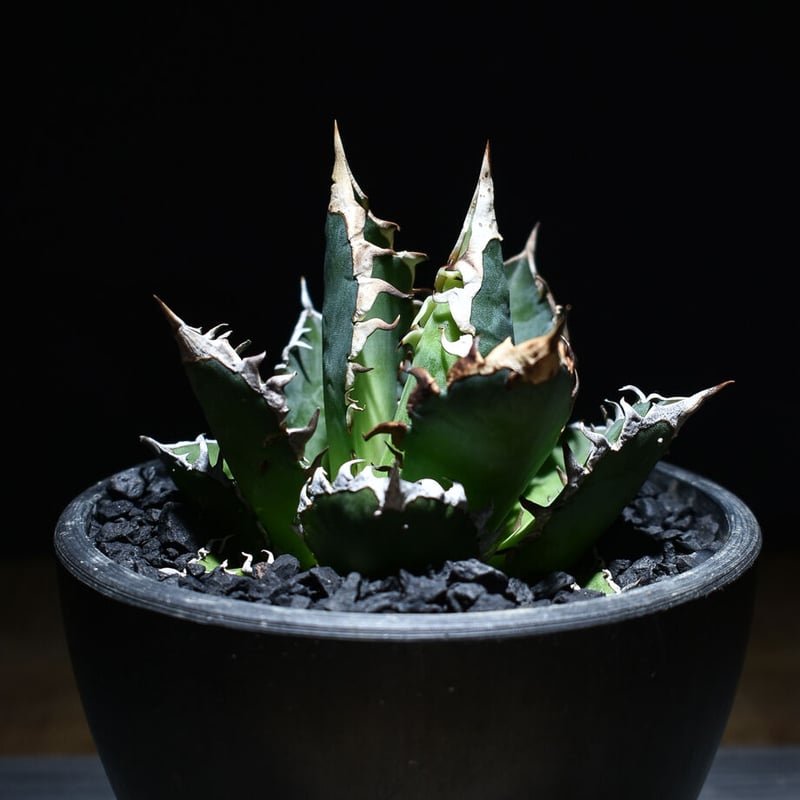 アガベ チタノタ 