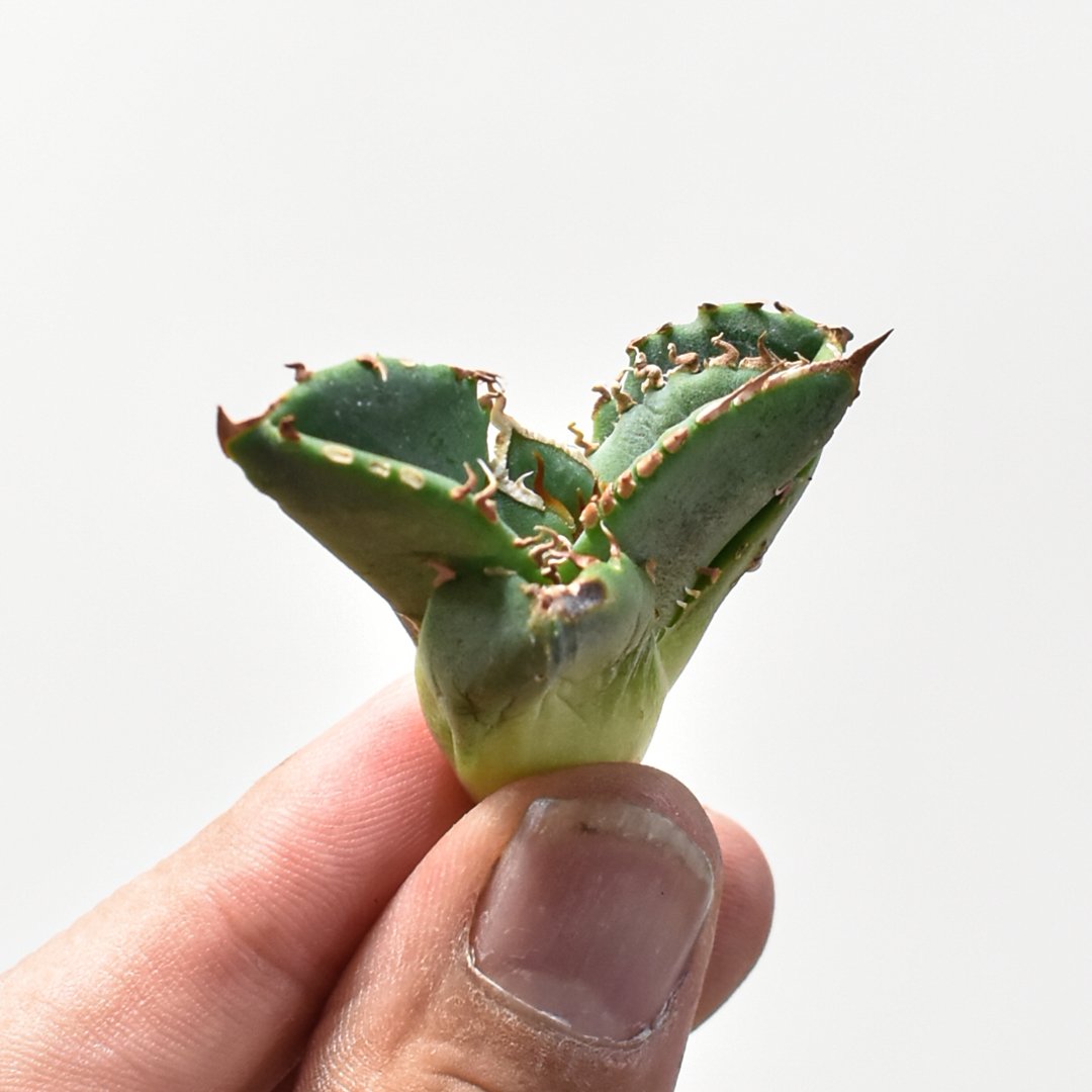 アガベチタノタ　TG-1 親株　検)大白鯊　麻花龍　悪魔　スパチタ　星空　清櫻 アガベチタノタ TG-1 親株 検)大白鯊 麻花龍 悪魔 スパチタ 星空 清櫻