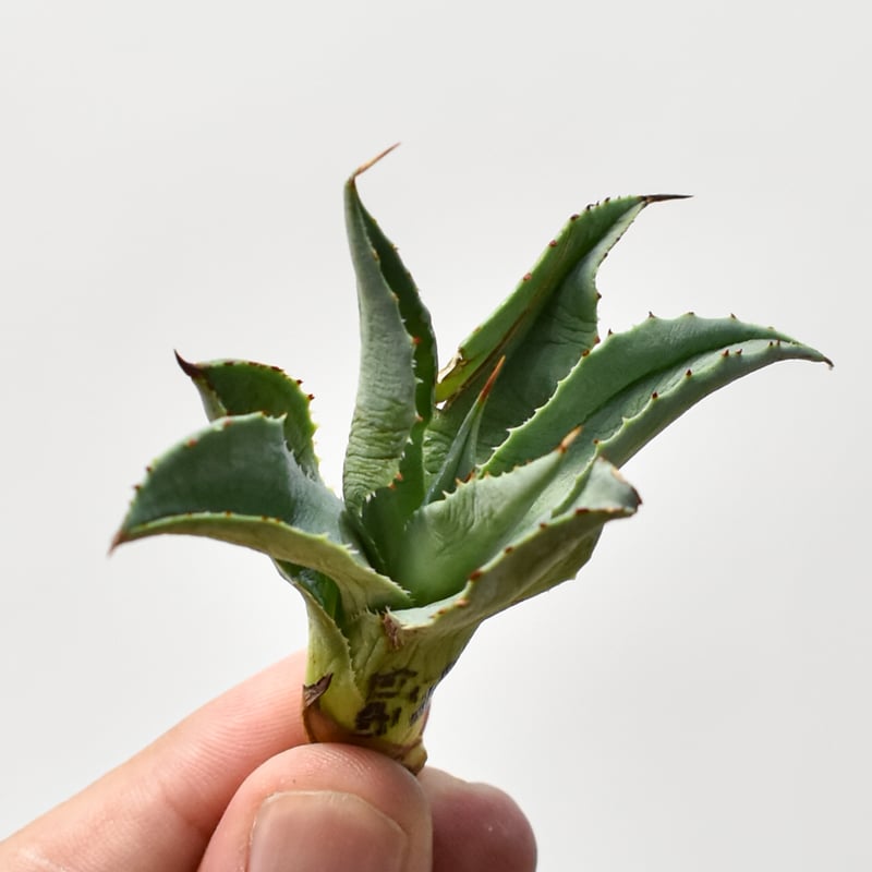 アガベ ハイブリット 