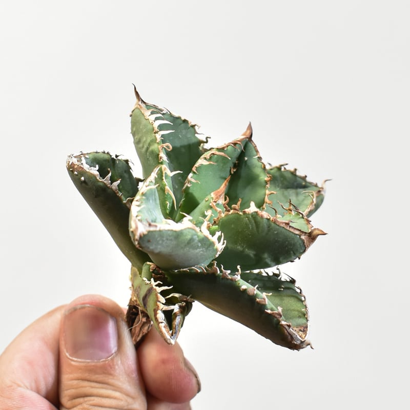 アガベ チタノタ 