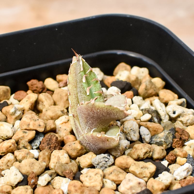 RAFLUM育成株 5個セット】アガベ Uriel oteroi seeding / ウリエ