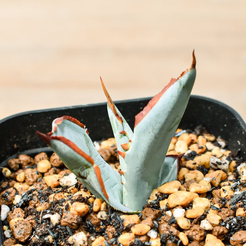 アガベ ハイブリット 