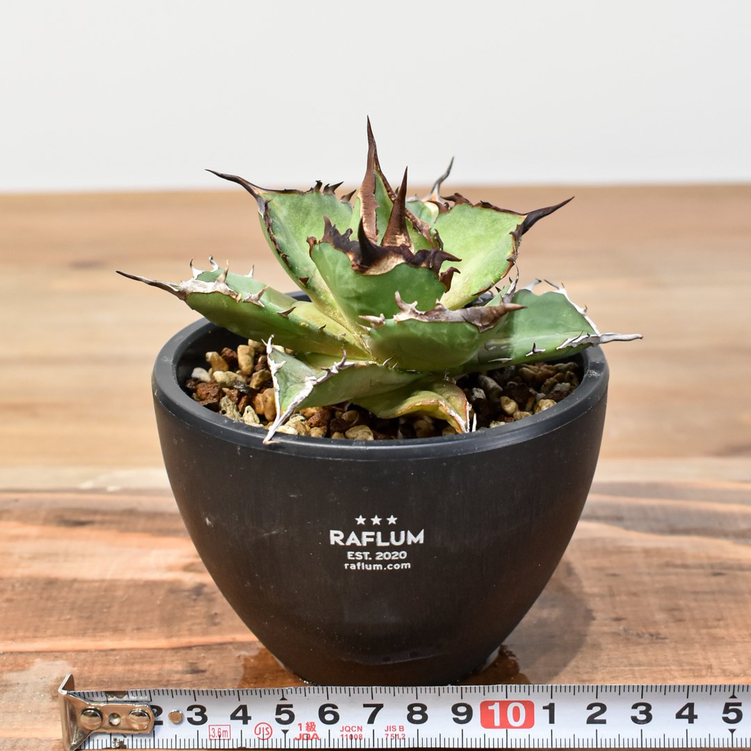 アガベ チタノタ DENNIS043【台湾DENNIS産/発根済み/中株】A DN25010