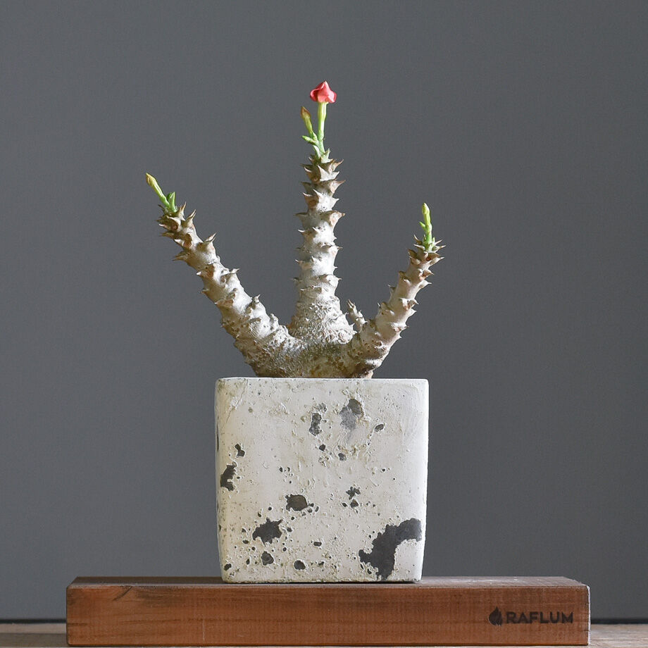 パキポディウム ウィンゾリー Lサイズ【現地株に匹敵する圧倒的な存在