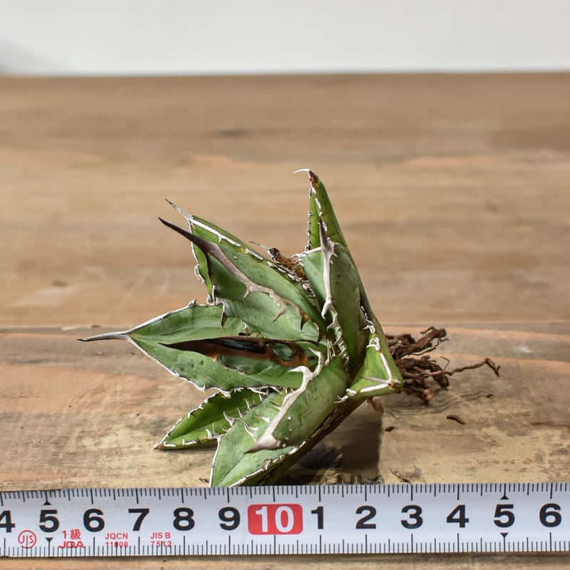 アガベ ハイブリット 