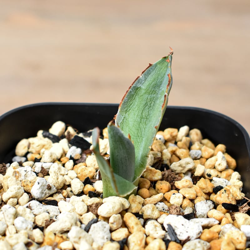 アガベ ハイブリット 