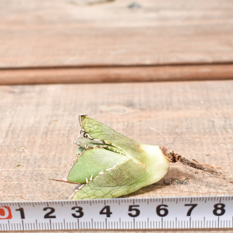 アガベ チタノタ 