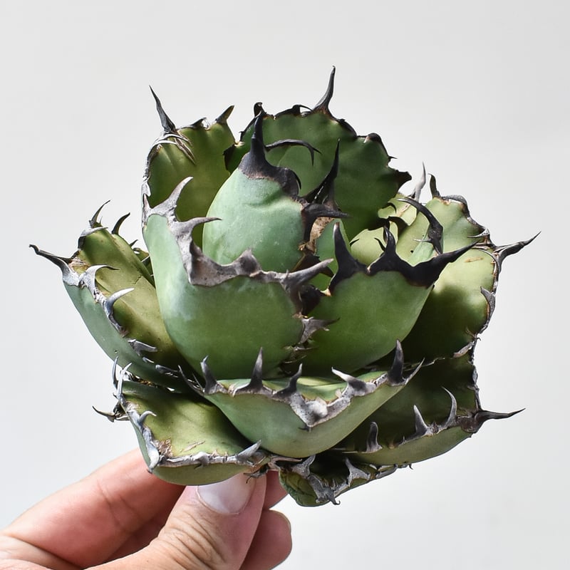 アガベチタノタ ブラックドラゴン Black Dragon /虎鯨 アガベチタノタ ブラックドラゴン Black Dragon /虎鯨 【公式通販】