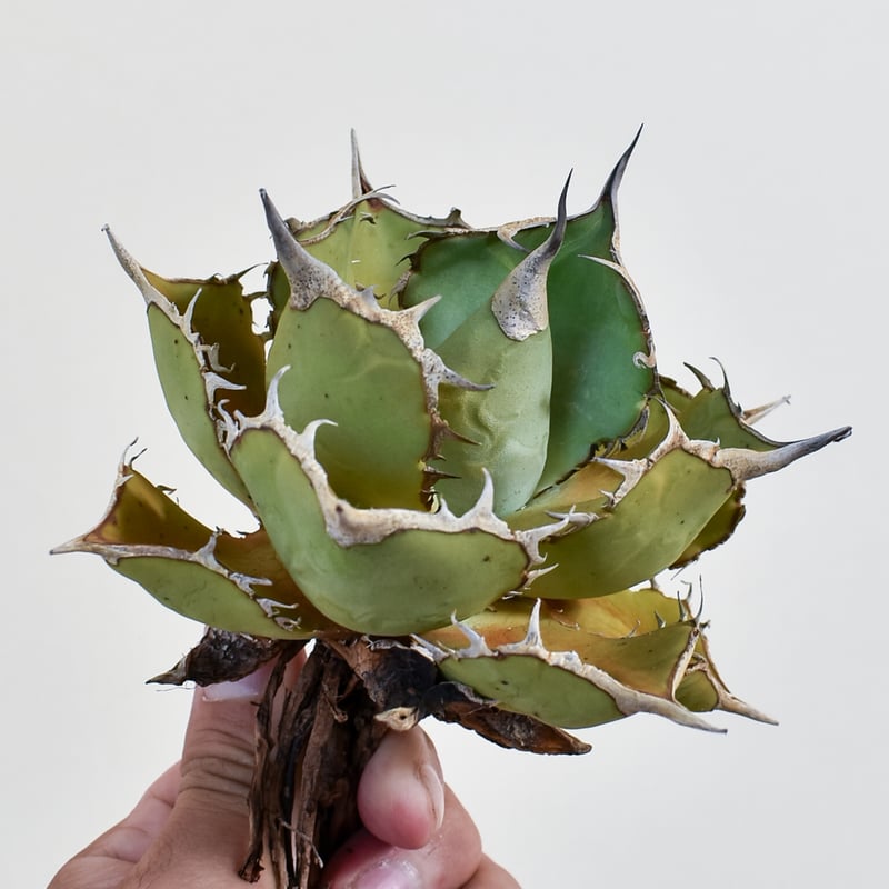アガベ　チタノタ　パンダ　親株 agave titanota panda/アガベ チタノタ パンダ【観葉植物