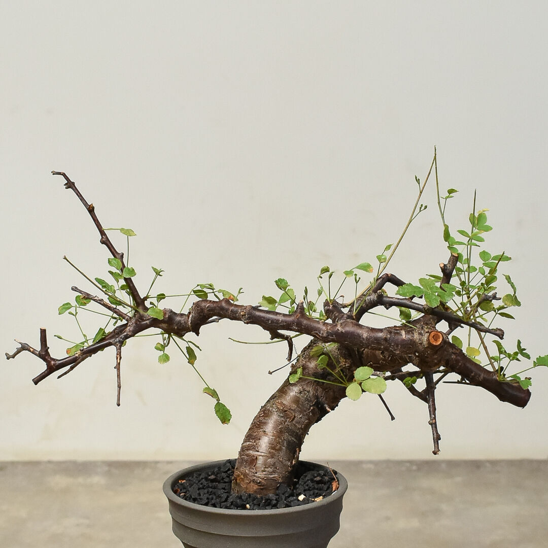 【どん兵衛】コミフォラ　ボラネンシス どん兵衛】コミフォラ ボラネンシス どん兵衛様専用】コミフォラ