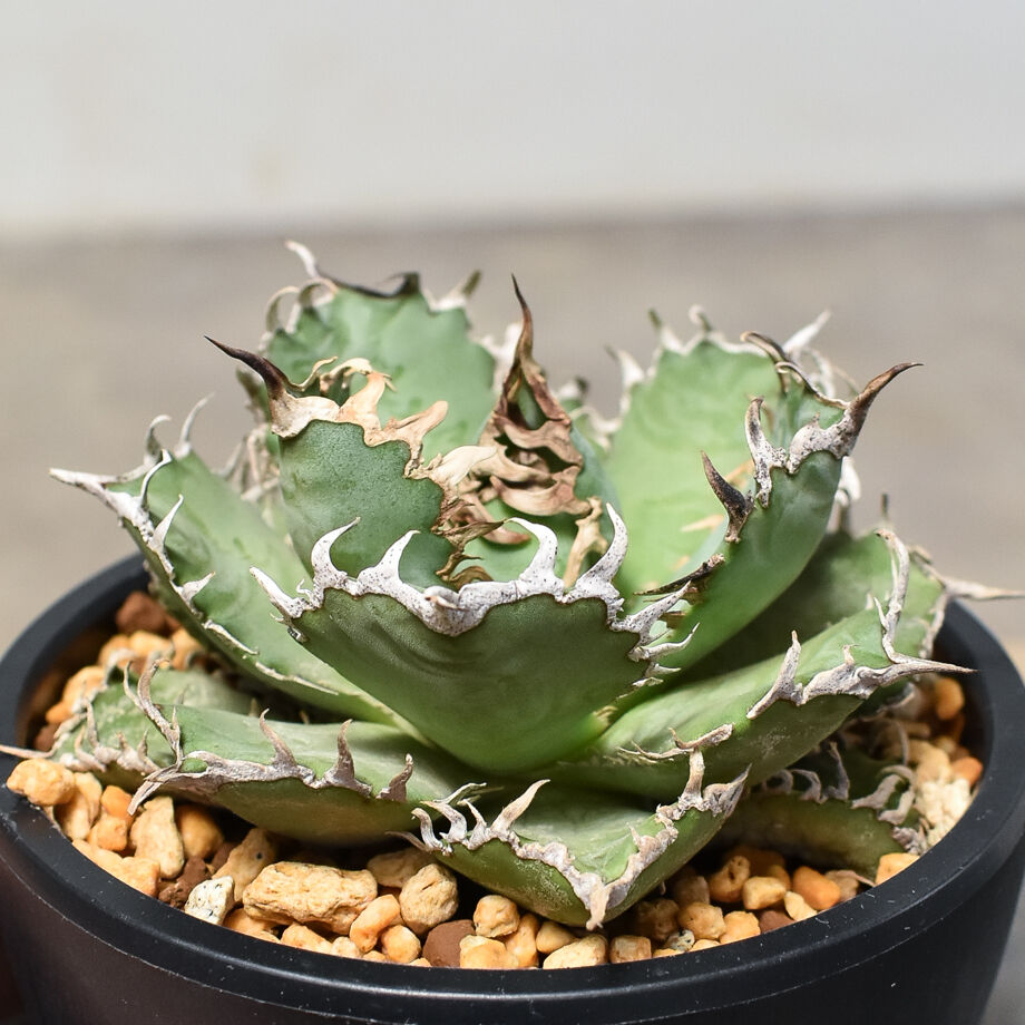 アガベ フィリグリー ラウンドタイプ 中株 鉢ごと 発送可能 【公式通販】