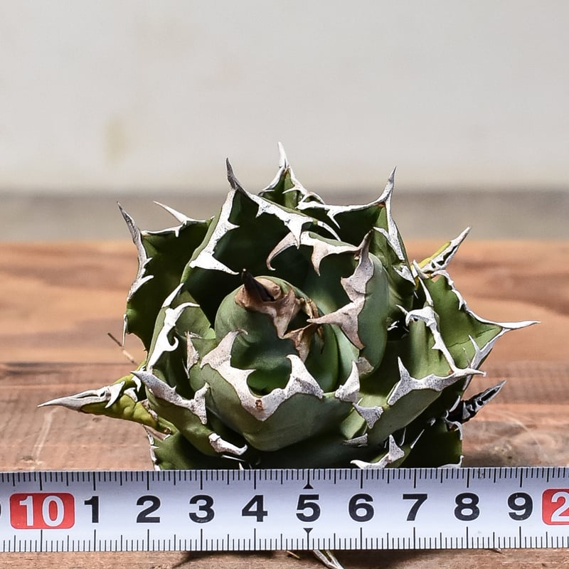 台湾産 姫厳竜 超ドワーフ 【公式通販】