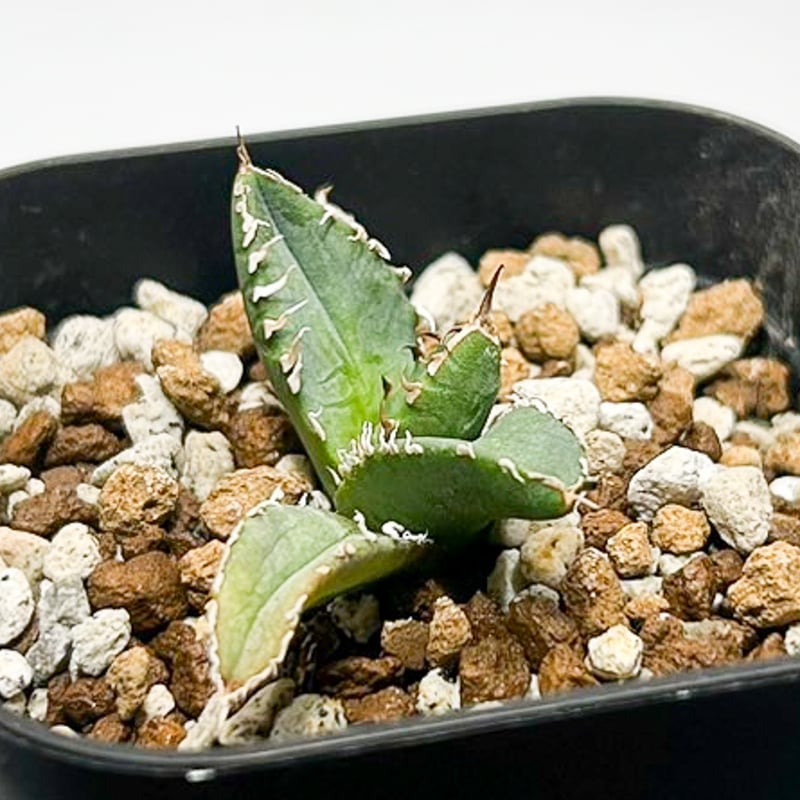 アガベ チタノタ 