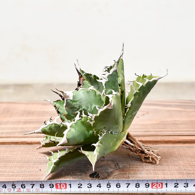 アガベ チタノタ ソーラーエクリプス 