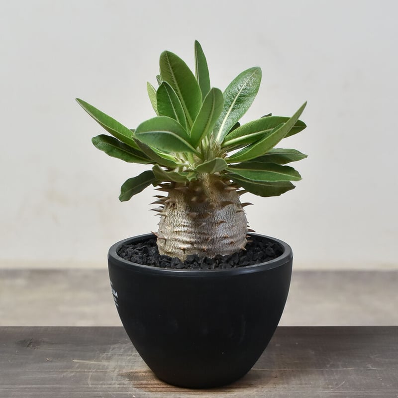 パキポディウムグラキリス恵比寿大黒デンシカウレ実生セット販売