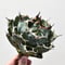 アガベ チタノタ 白鯨 \"ボール型 大きめ株\" 【台湾産/抜き苗】DG2400586