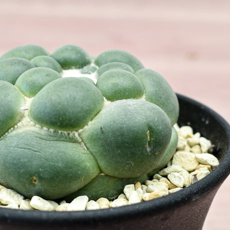 コリファンタ 刺無象牙丸 【カキ仔】RFHK-301