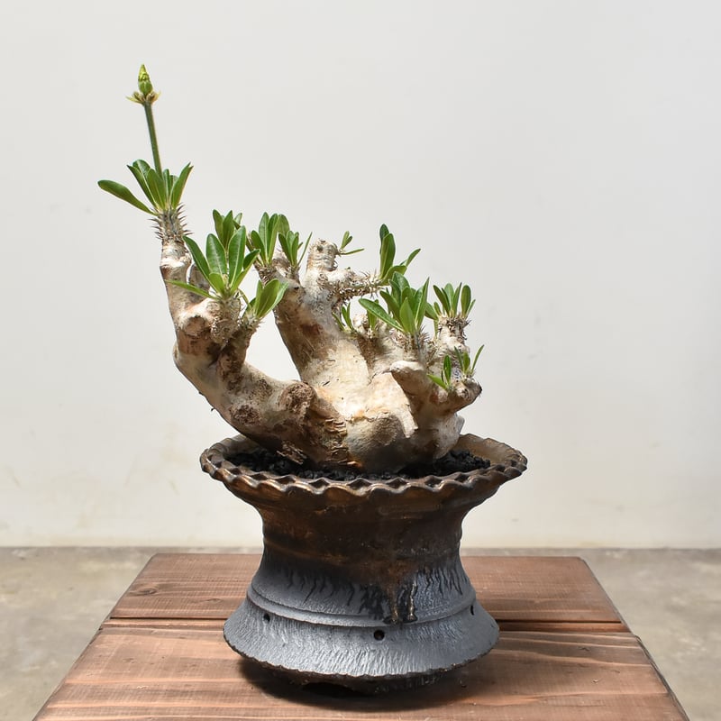 パキポディウム ブレビカリックス　発根済み 現地株発根済み大株パキポディウムブレビカリックス