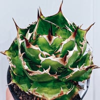 神*様 ⑦コミフォラ カタフ ソマリア産Commiphora kataf Commiphora kataf 〈幹幅3.4cm〉 | QSPLANT