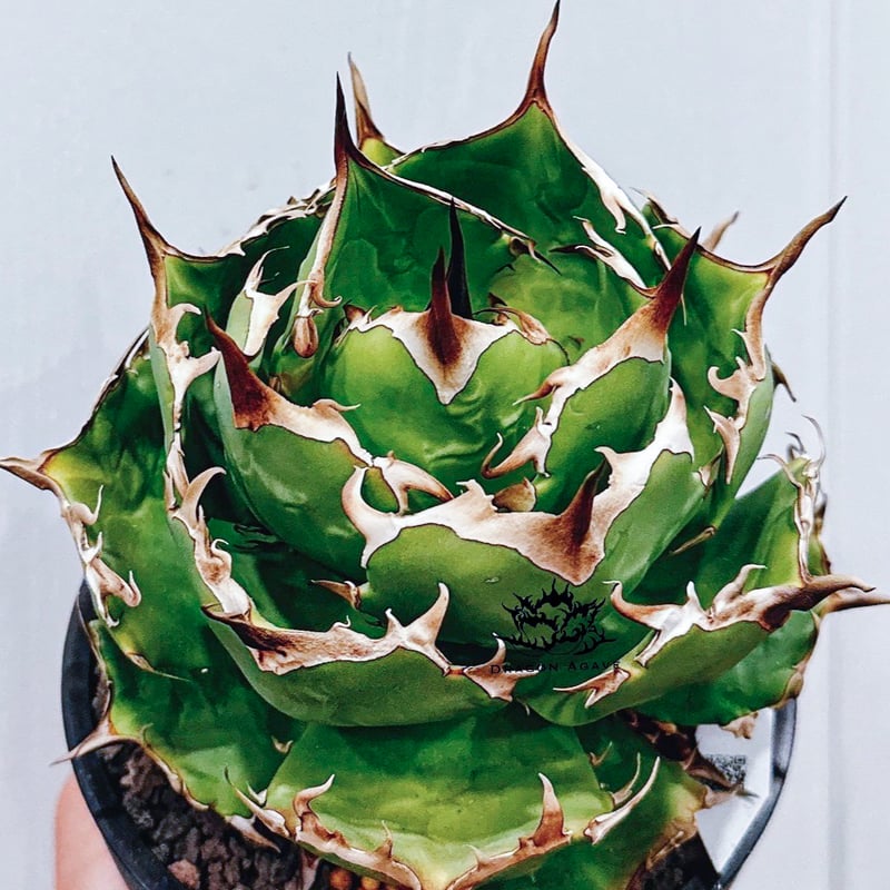 ★台湾産★アガベ　チタノタ　魔花龍　子株　冰雹　ぶつぶつ　ドラゴンアガベ購入 ☆台湾産☆アガベ チタノタ 魔花龍 子株 冰雹 ぶつぶつ ドラゴン