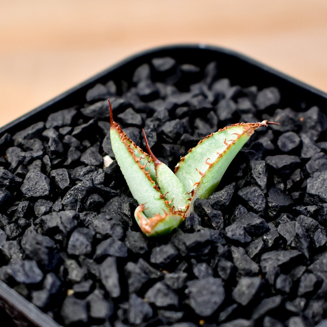 アガベ Dennis hybrid 瓜達×笹之雪 【台湾DENNIS産/発根済み