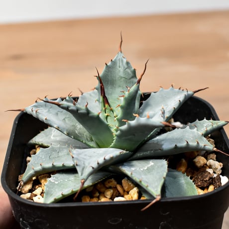 アガベ ハイブリット 日系イシスメンシス×象牙妖炎（陽炎エボリ）【台湾botanical_seeker産】RF25011408