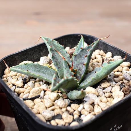 アガベ ハイブリット "邪霊" (特白肌怒雷神×血妖) 【台湾botanical_seeker産】B RF25011745