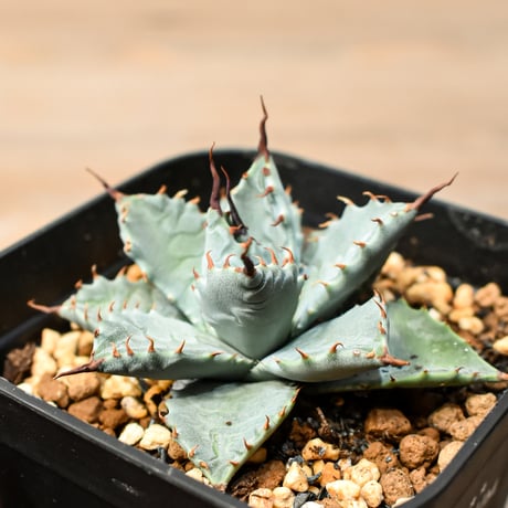 アガベ ハイブリット 日系イシスメンシス×象牙妖炎（陽炎エボリ）【台湾botanical_seeker産】RF25011390