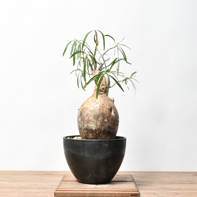 RAFLUMコレクション】アデニウム ソマレンセ HK25010015 | RAFLUM /