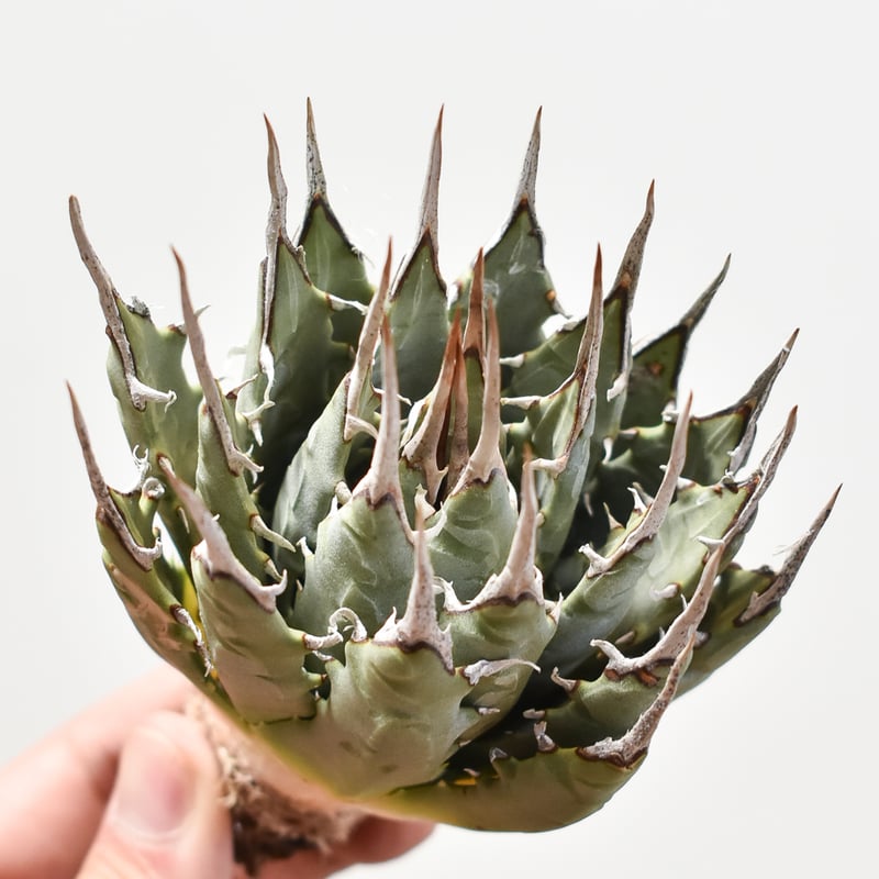 236 アガベ ユタエンシス エボリスピナ 良型 丸型 アガベ ユタエンシス