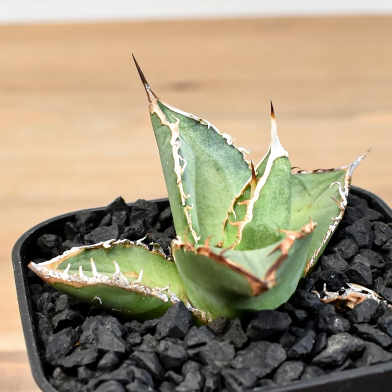 アガベ チタノタ ハイブリッド 黑帝斯(ハデス)×姬嚴龍 【台湾