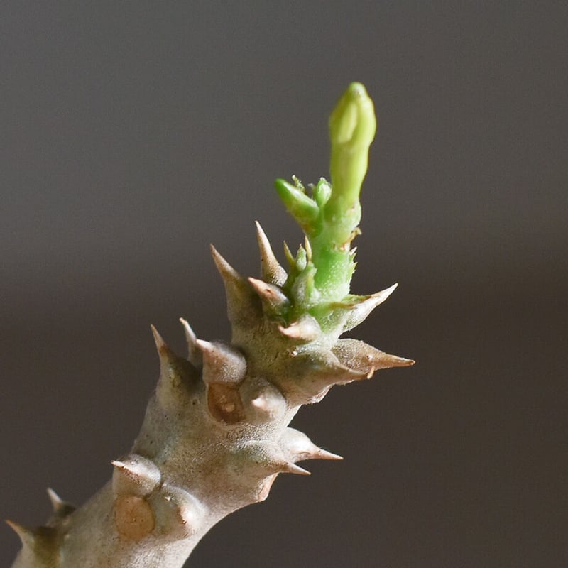 パキポディウム ウィンゾリー Lサイズ【現地株に匹敵する圧倒的な存在