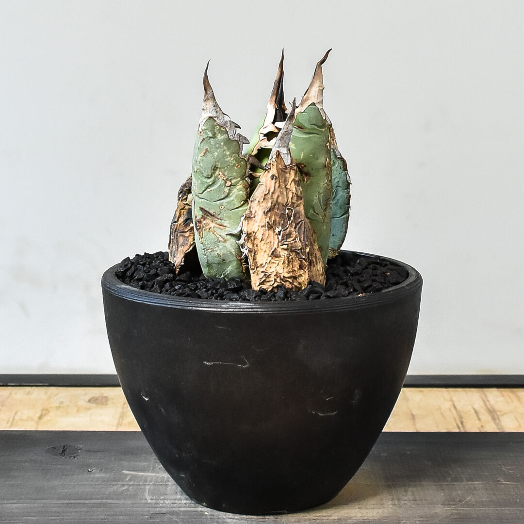 Oaxaca/オテロイ】 親株現物、鉢植込み①