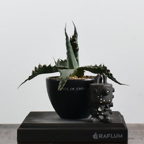 アガベ ジェントリー ジョーズ　【お買い逃し厳禁！！流通量も非常に少なめの超希少種！良型を厳選販売！】RF22298