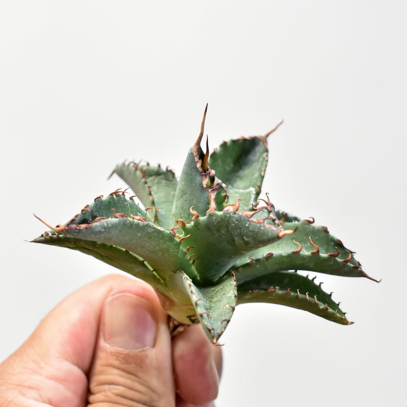 ユタエンシス エボリスピナ×ブラックアンドブルー【カリフォルニア産