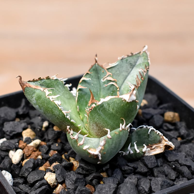 アガベ チタノタ Shi-hao 