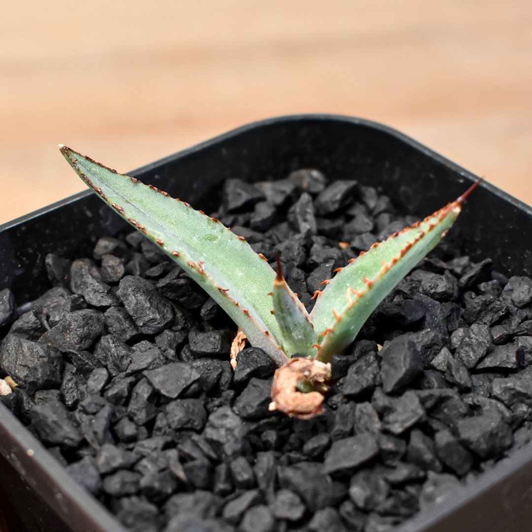 アガベ Dennis hybrid 笹之雪x屈原之舞扇 【台湾DENNIS産/発根