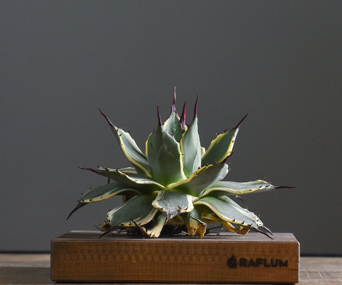 アカベ　アプラナータ　クリームスパイク　大株 アカベ アプラナータ クリームスパイク 大株 アカベ アプラナータ