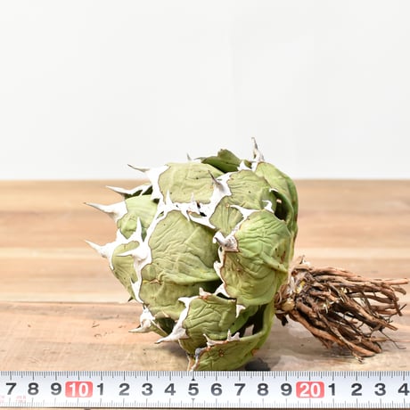 アガベ チタノタ ドワーフ / "精品姫厳龍" "中株"【台湾 Shi-hao産/中株/抜き苗販売】RFDG25010984(T)